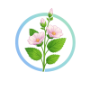 екстракт алтеї